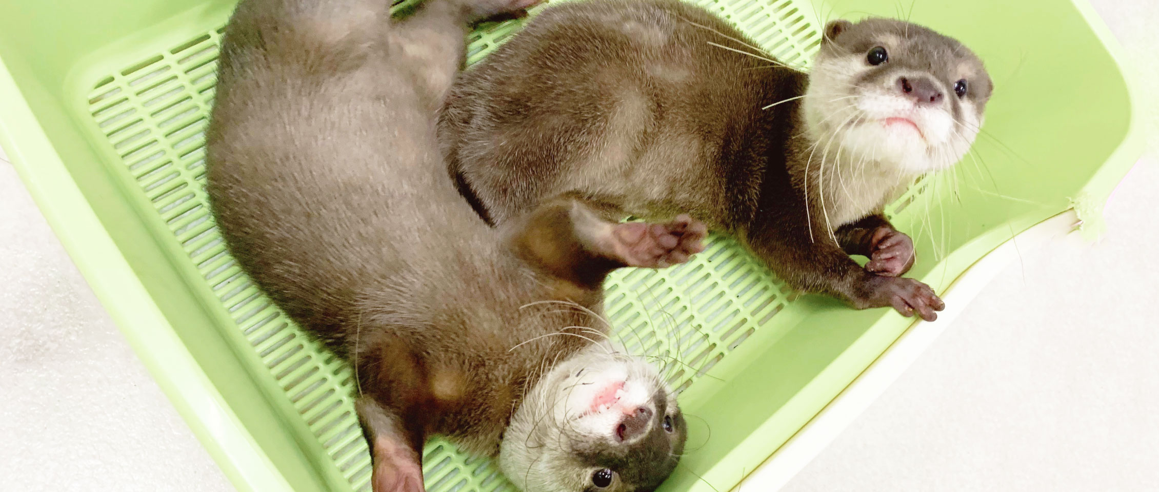 Baby Otter コツメカワウソ生体販売 日本にいるコツメカワウソ